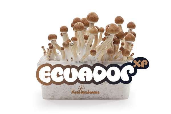 100% MYCELIUM Ecuador - FreshMushrooms growkit 1200cc